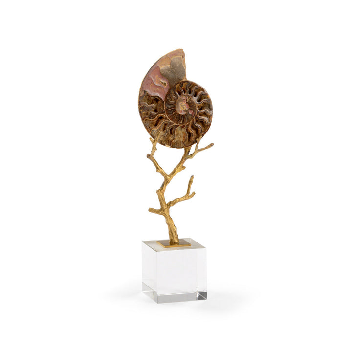 Small Ammonoidea
