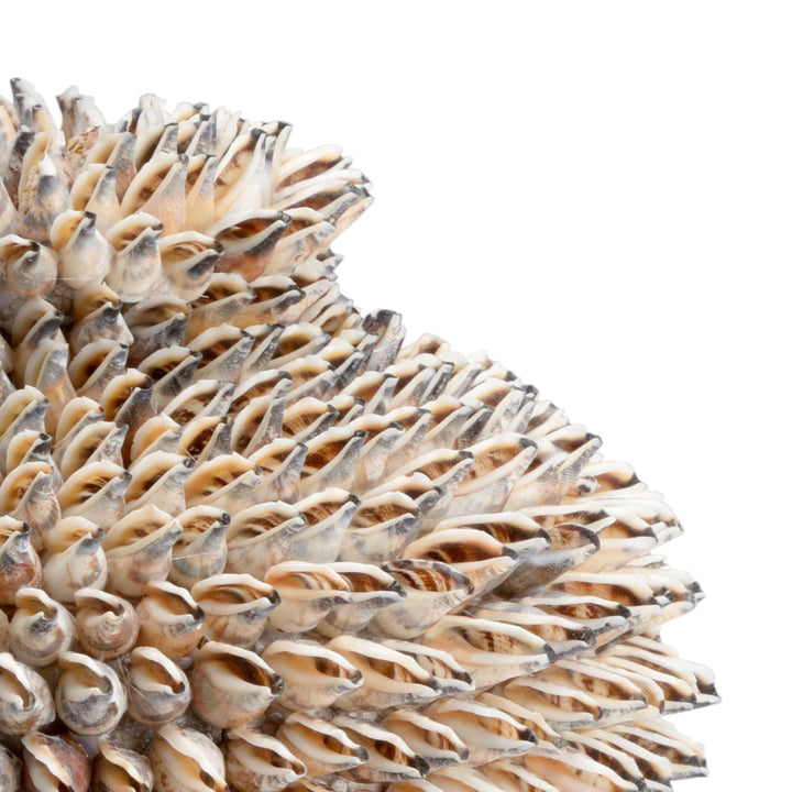 Strombus Shell Vase