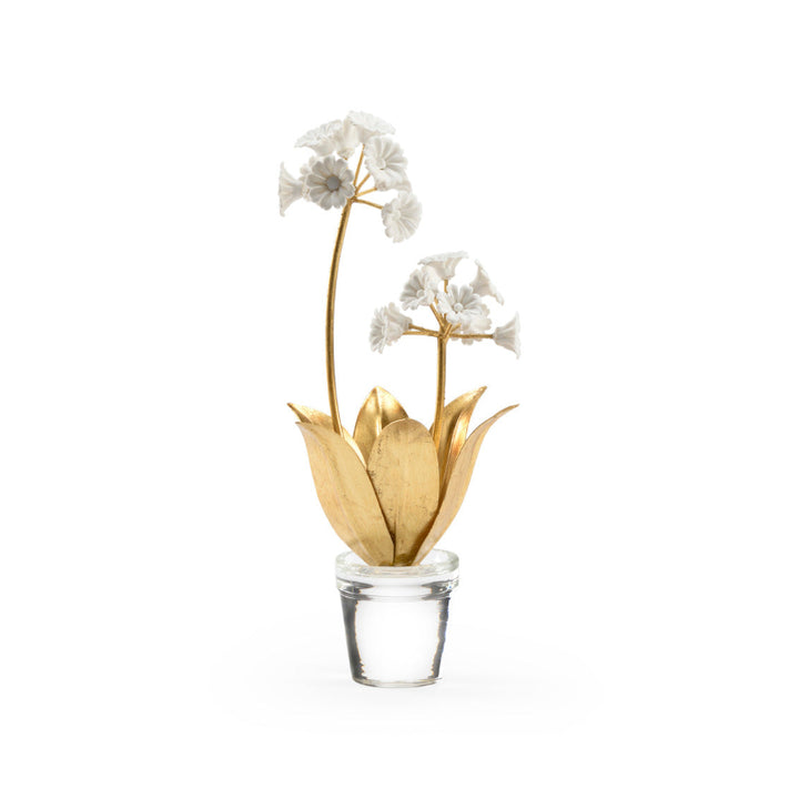 Auricula
