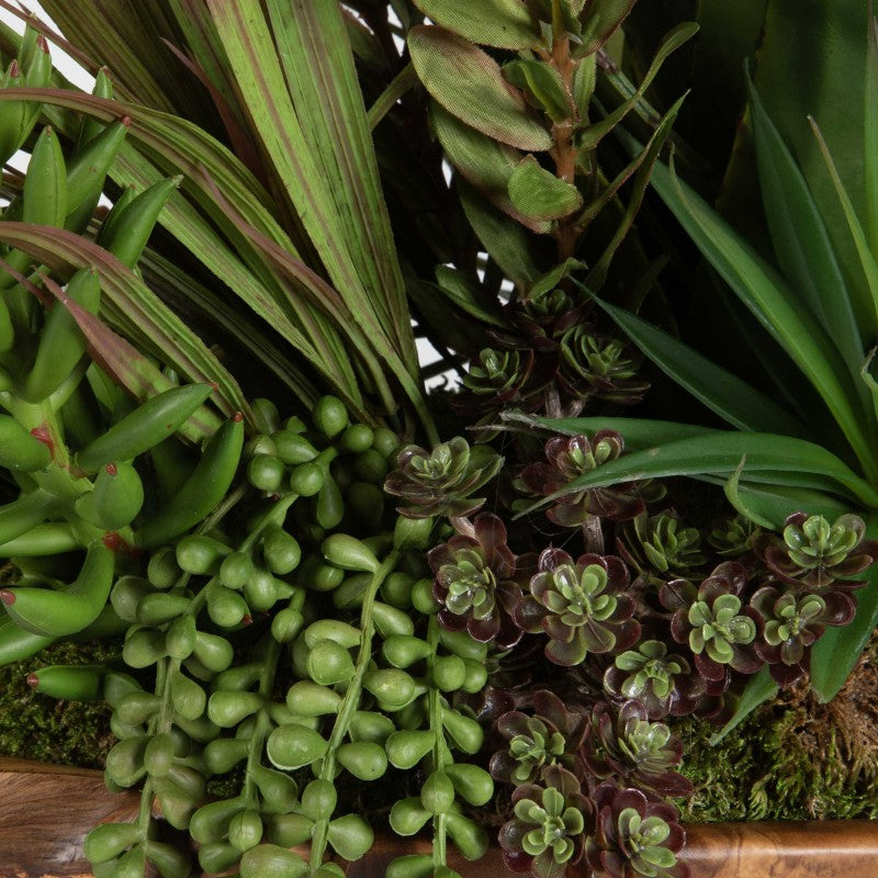 Salar - Succulents In Teak Bowl - Light Brown