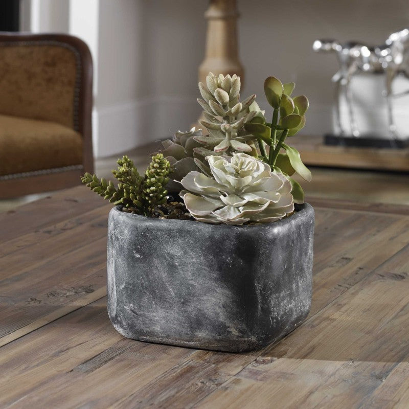 Alverio - Desert Garden Succulents - Pearl Silver