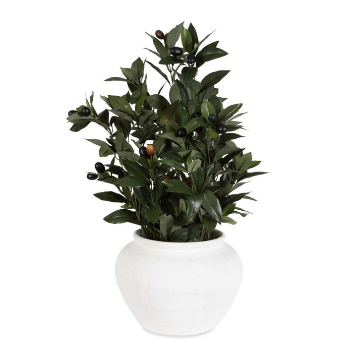 Elena Olive - Centerpiece - White