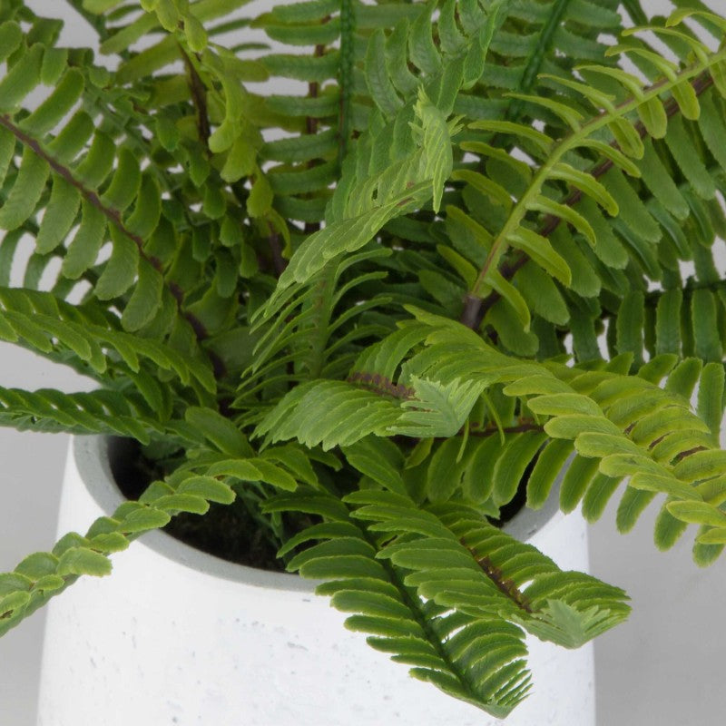 Boston Fern - In White Ceramic Pot - White