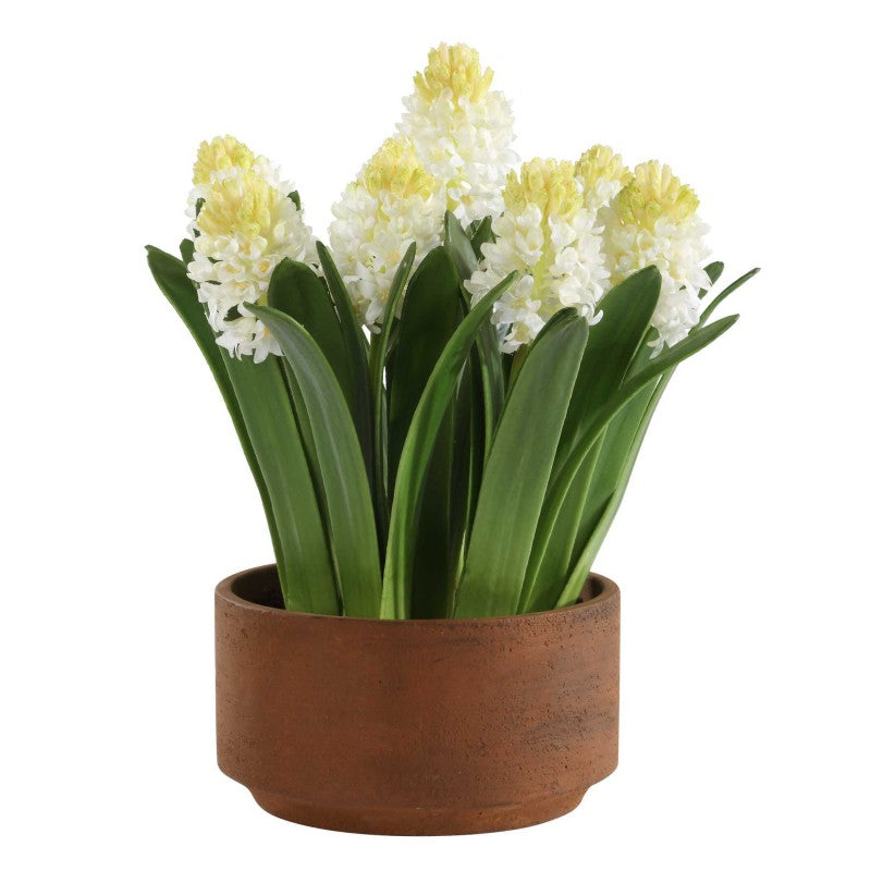 Sincerity - Potted Hyacinth Plant - Green