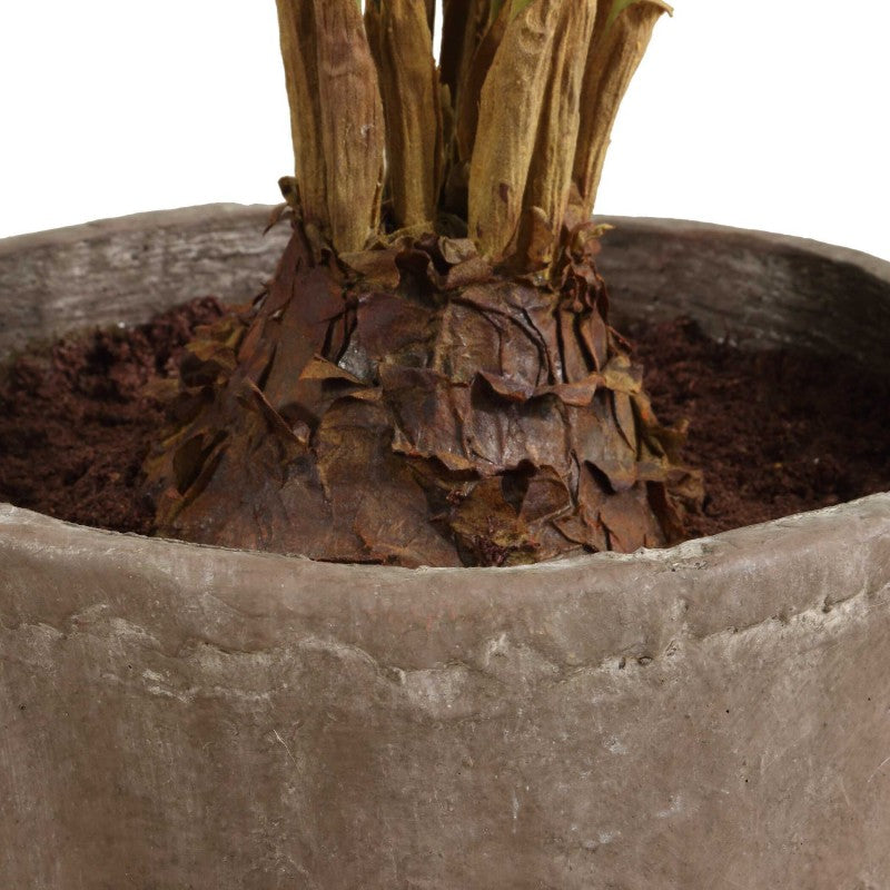 Zamia - Palm Accent In Planter - Green