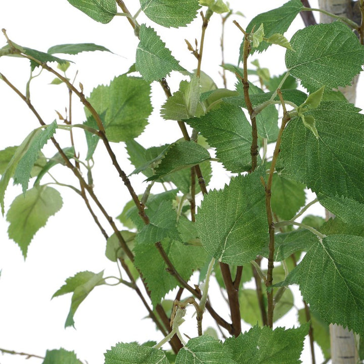 Boreal - Potted Birch Tree - Gray / Green