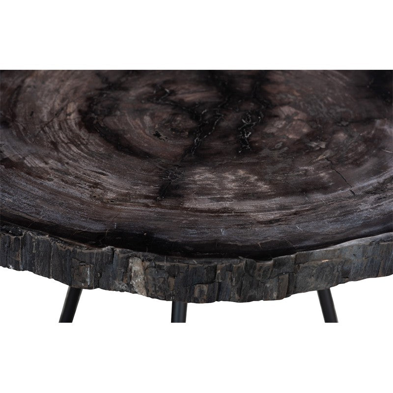 Petrified Coffee Table