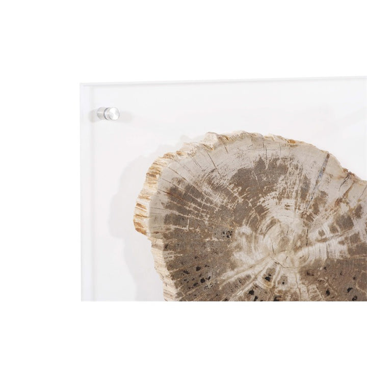 Floating Petrified Slice Wall Art