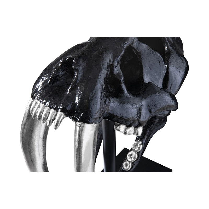 Saber Tooth Tiger Skull