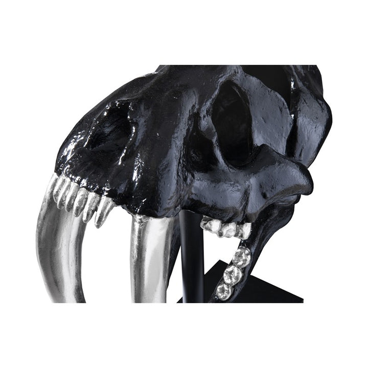 Saber Tooth Tiger Skull