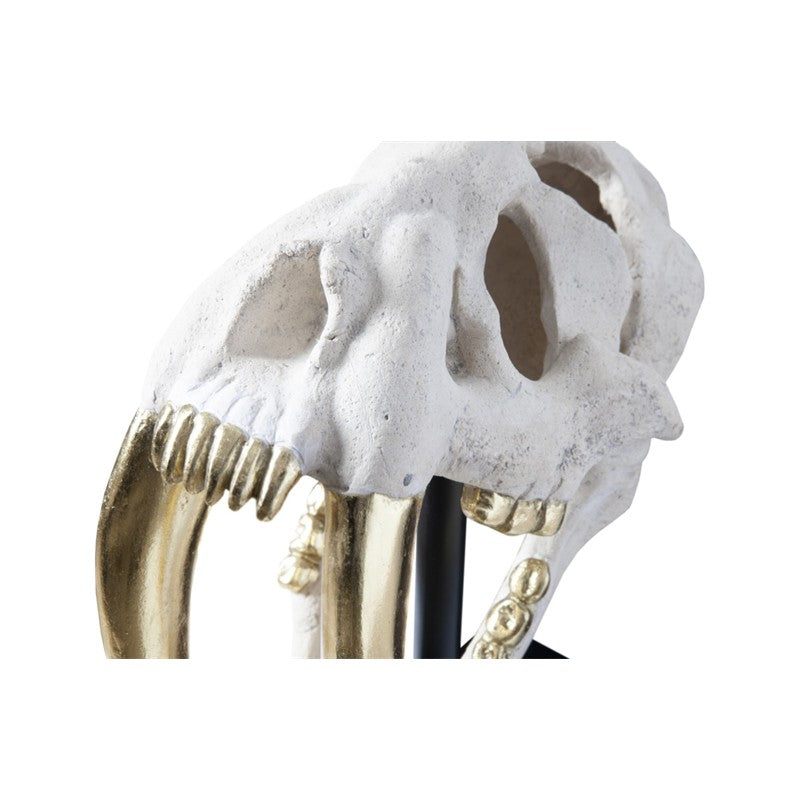 Saber Tooth Tiger Skull