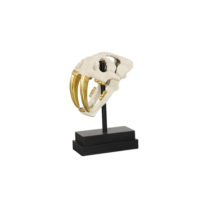 Saber Tooth Tiger Skull