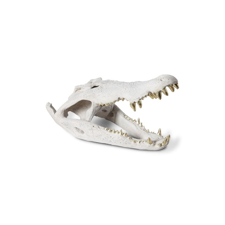 Crocodile Skull