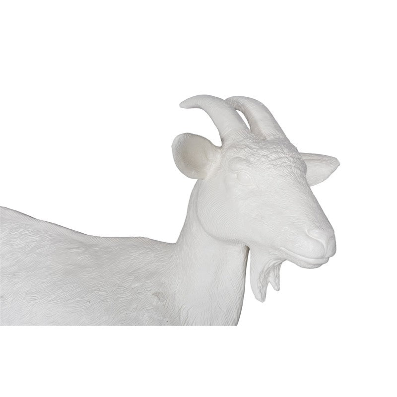 Goat