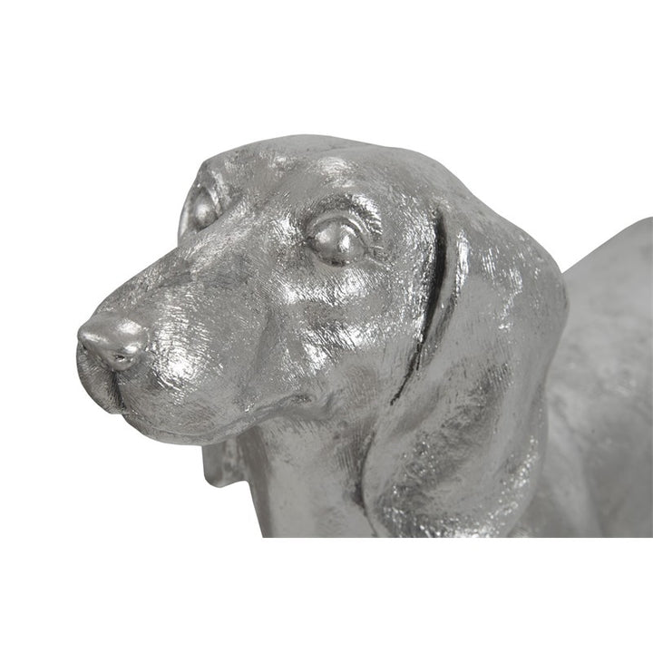 Dachshund