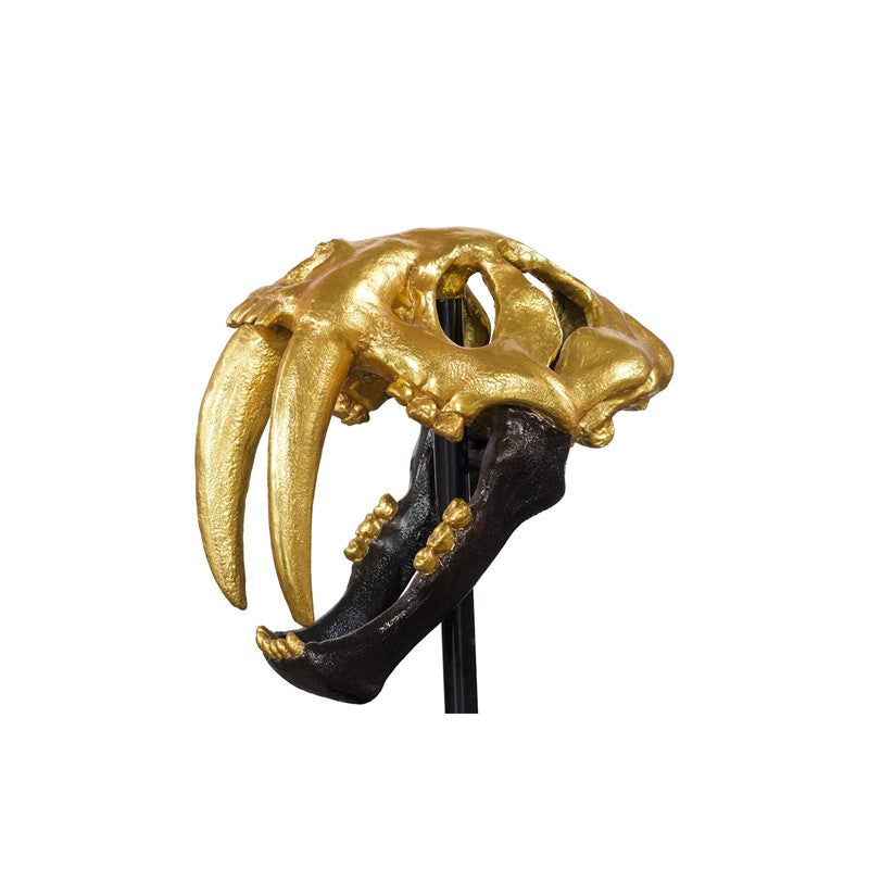 Saber Tooth Tiger Skull