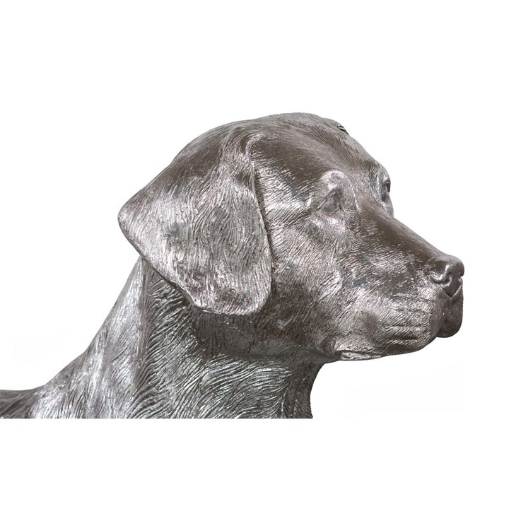 Labrador, Laying
